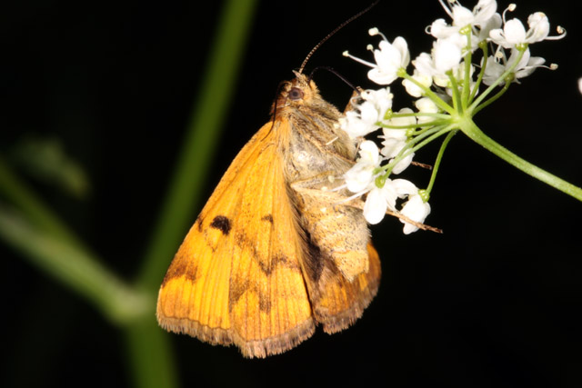 Euclidia glyphica - Copyright Denis Bourgeois